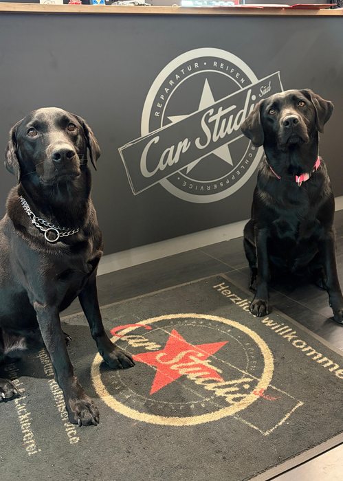 Chucky und Charly, Bürohunde CarStudio Süd
